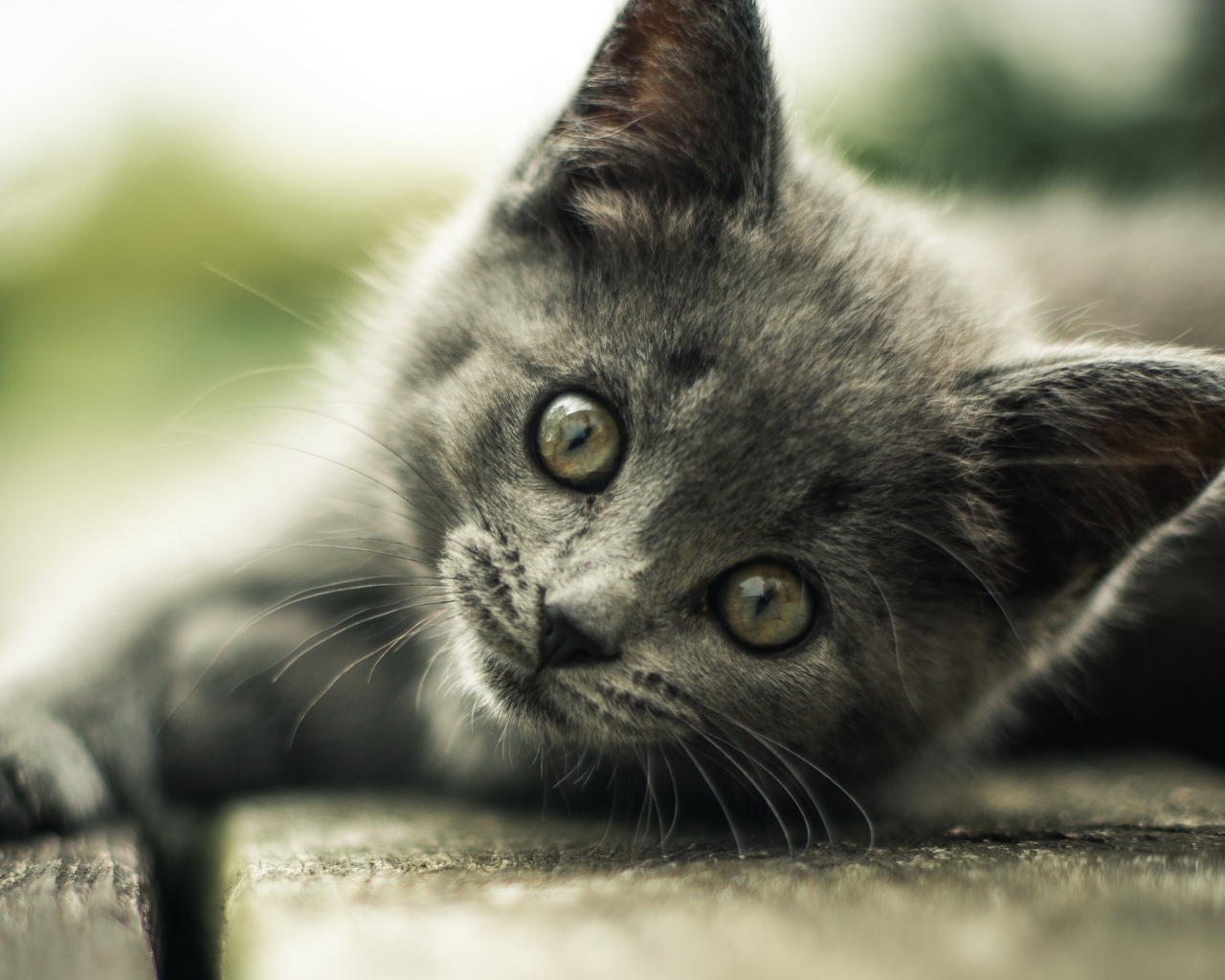 Взгляд маленького серого котенка 