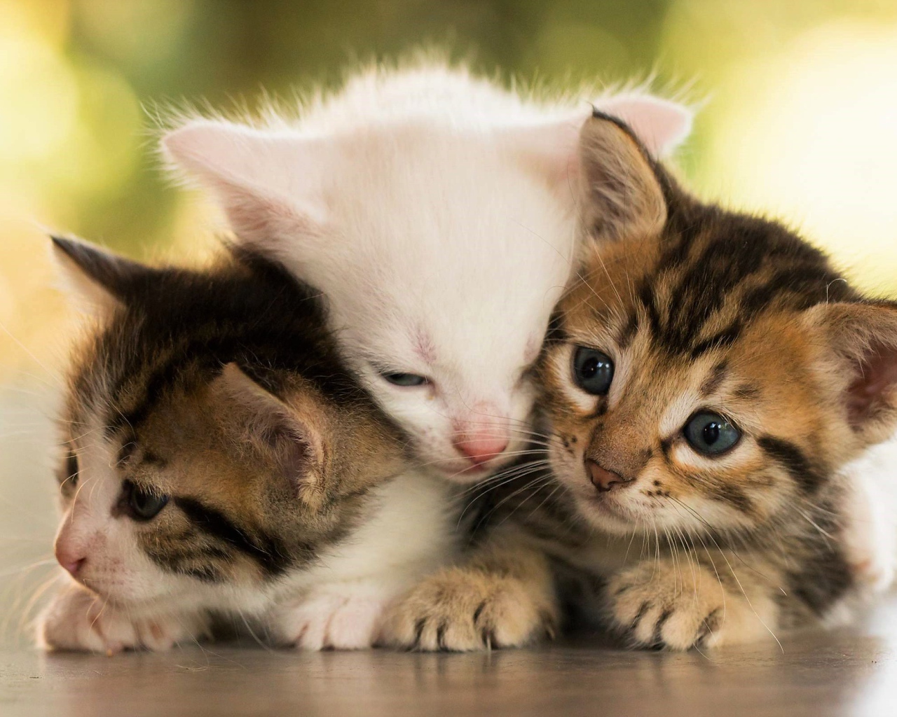 Три маленьких котенка греют друг друга