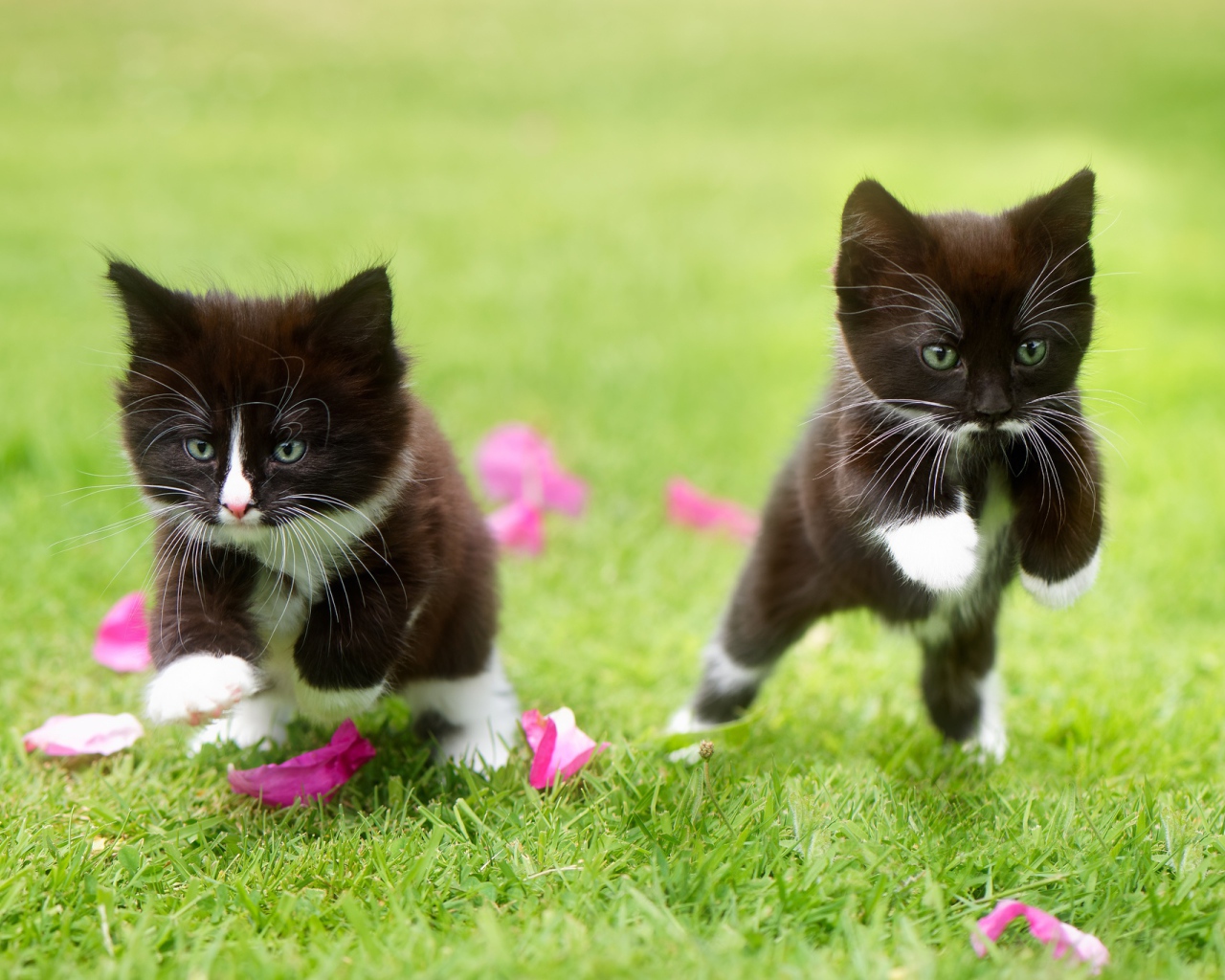 Два черно-белых котенка прыгают по зеленой траве
