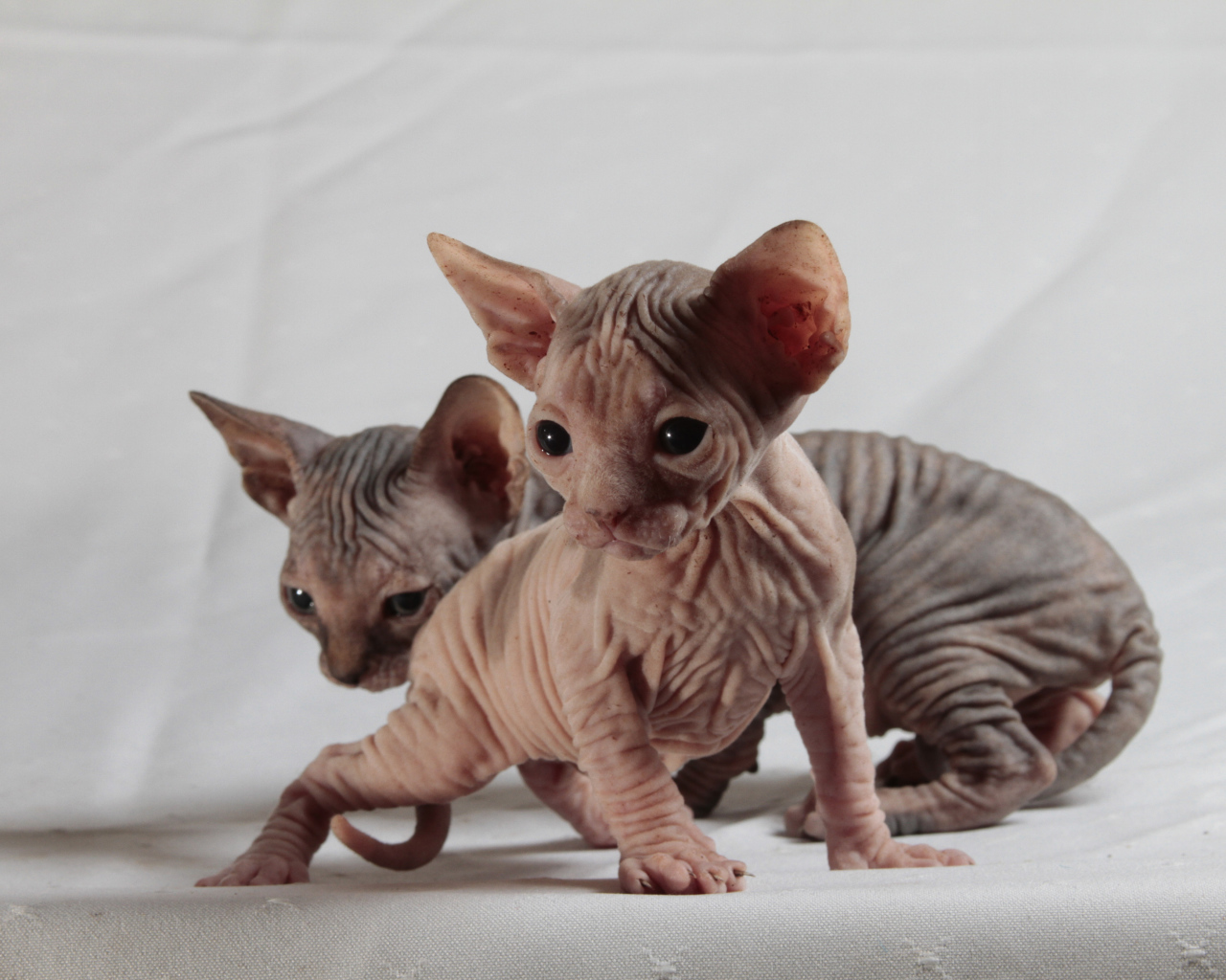 Два милых котенка породы сфинкс на сером фоне