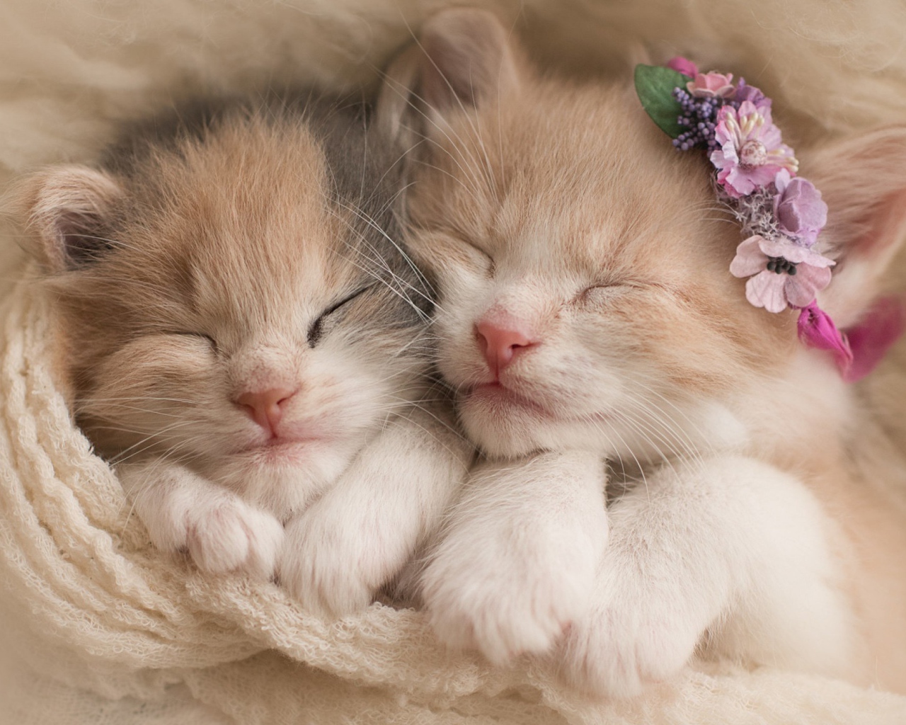 Два милых маленьких котенка 