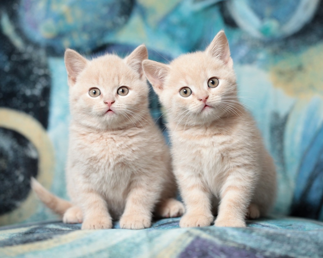 Два милых маленьких рыжих котенка 