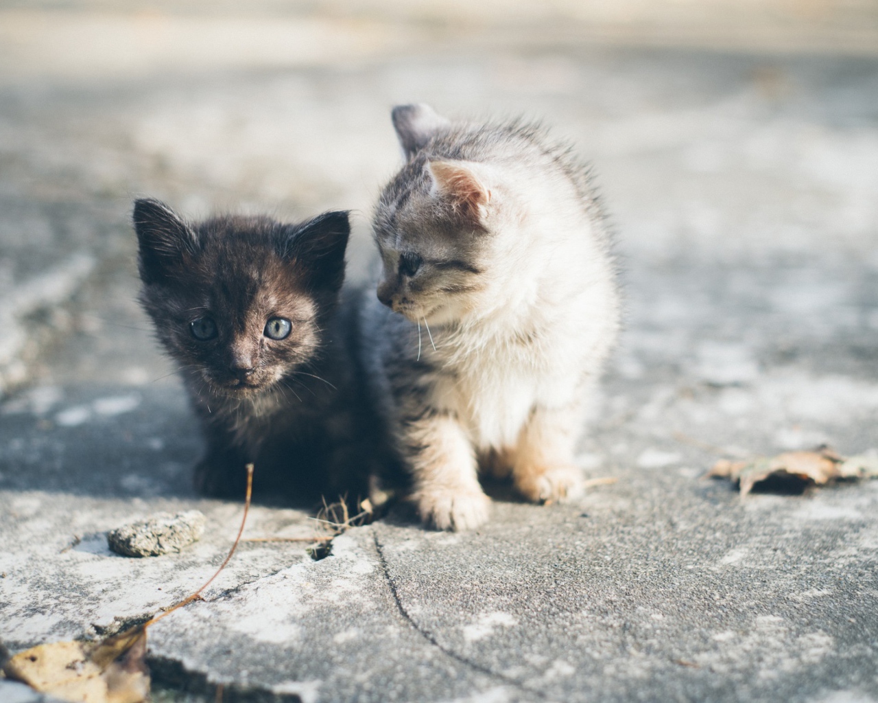 Два маленьких милых котенка сидят на дороге