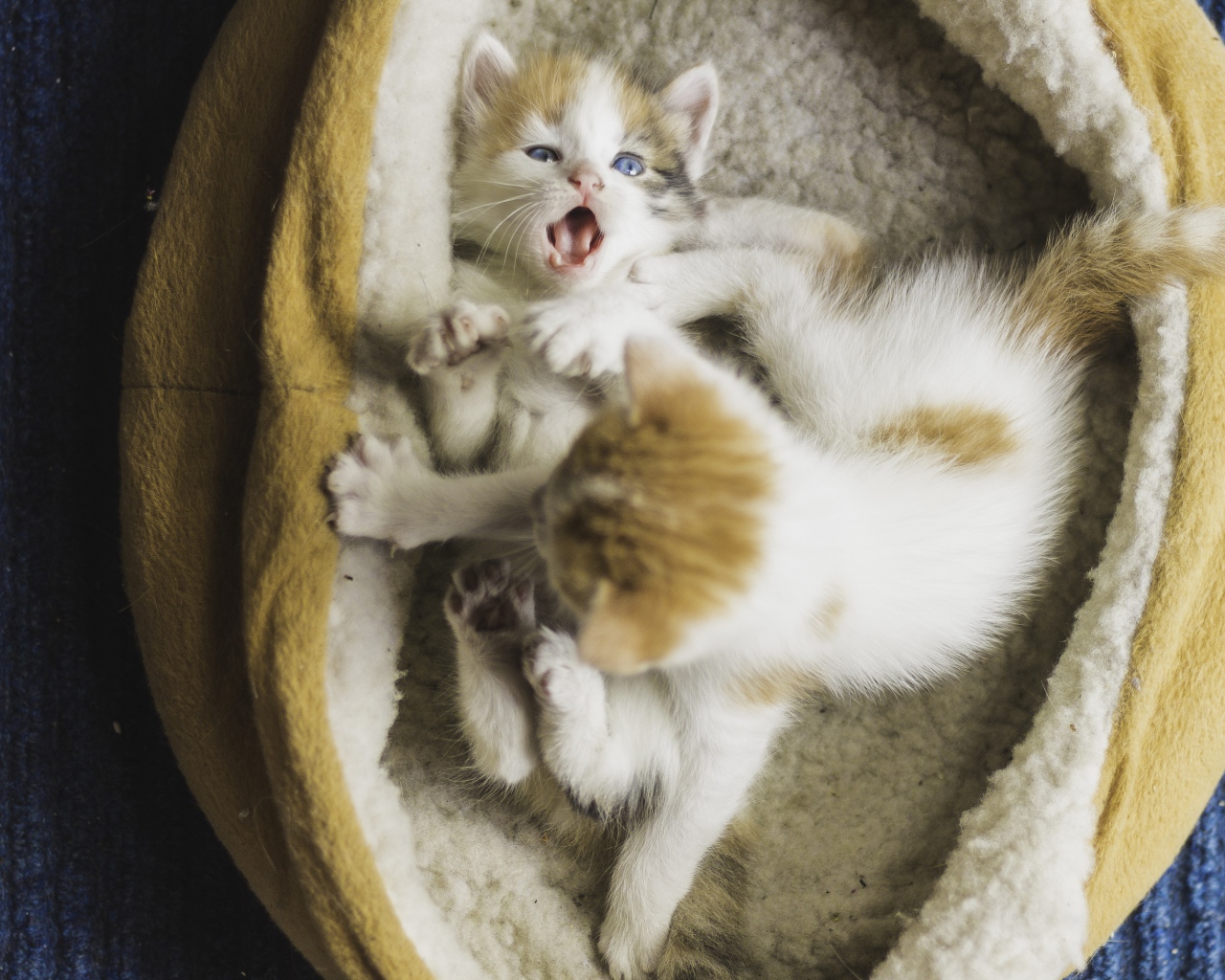 Два маленьких забавных котенка 