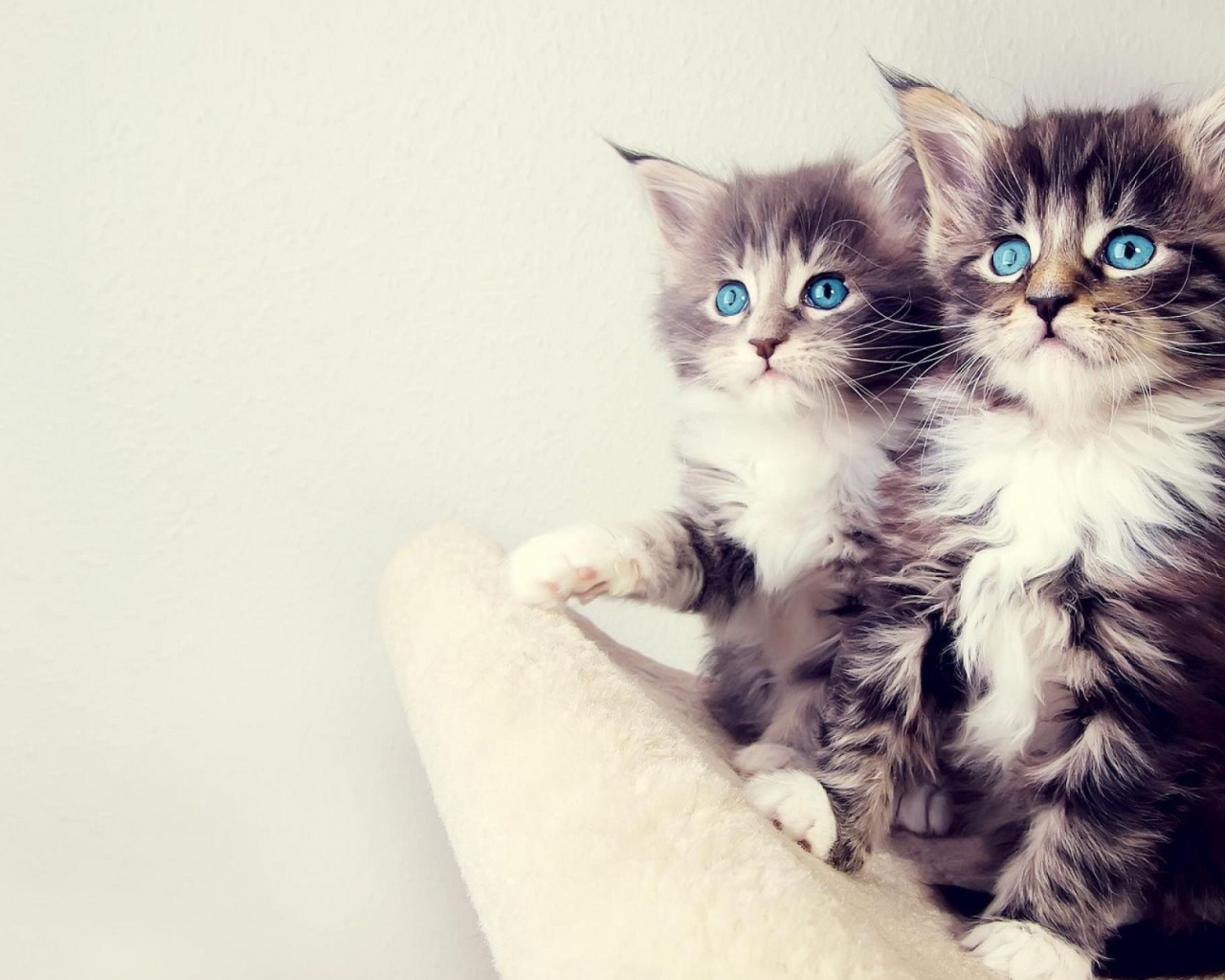 Два маленьких голубоглазых котенка 