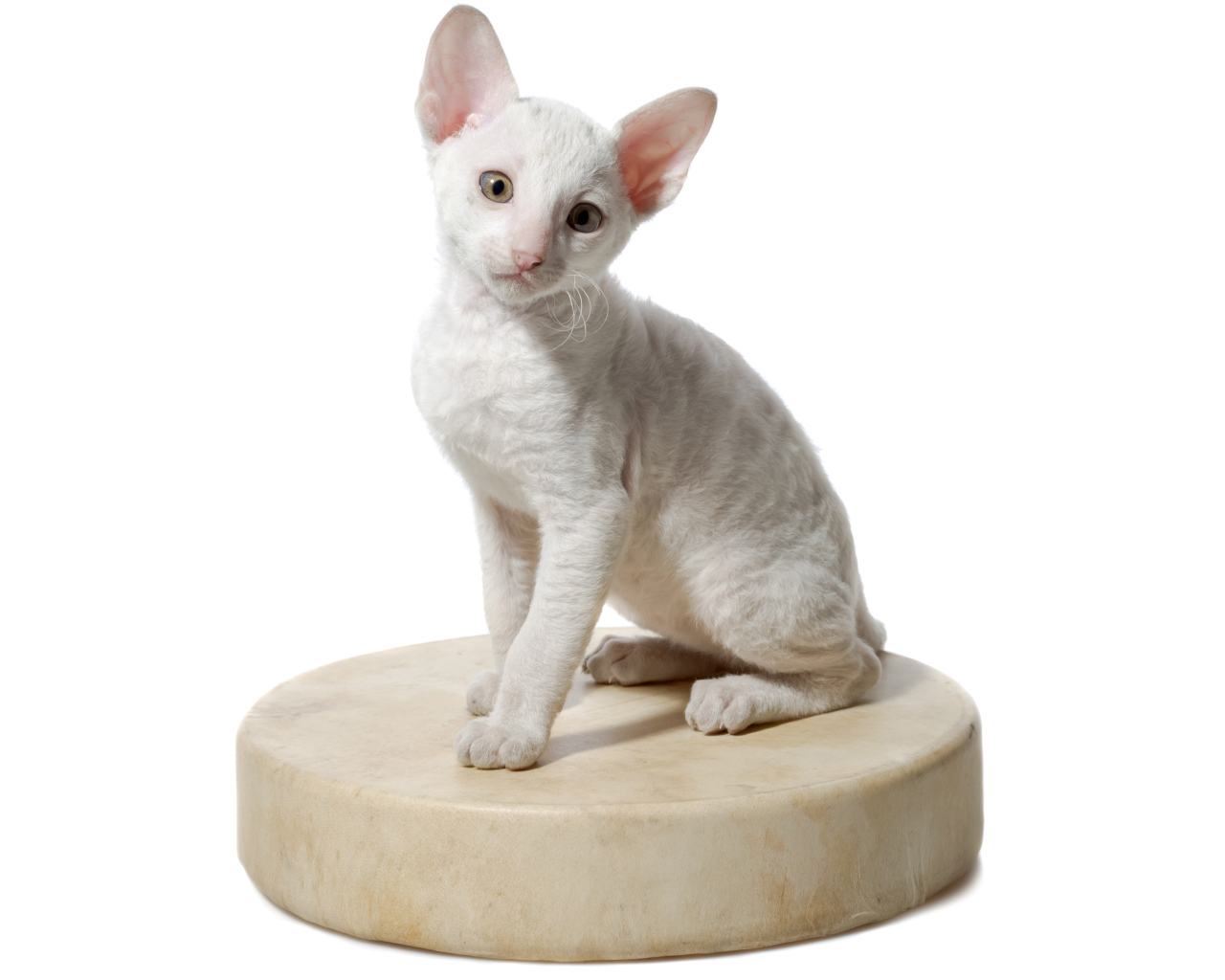 Белый котенок пород Корниш Рекс сидит на круглой подушке