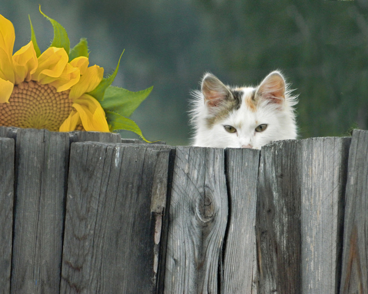 Белый кот выглядывает из-за забора
