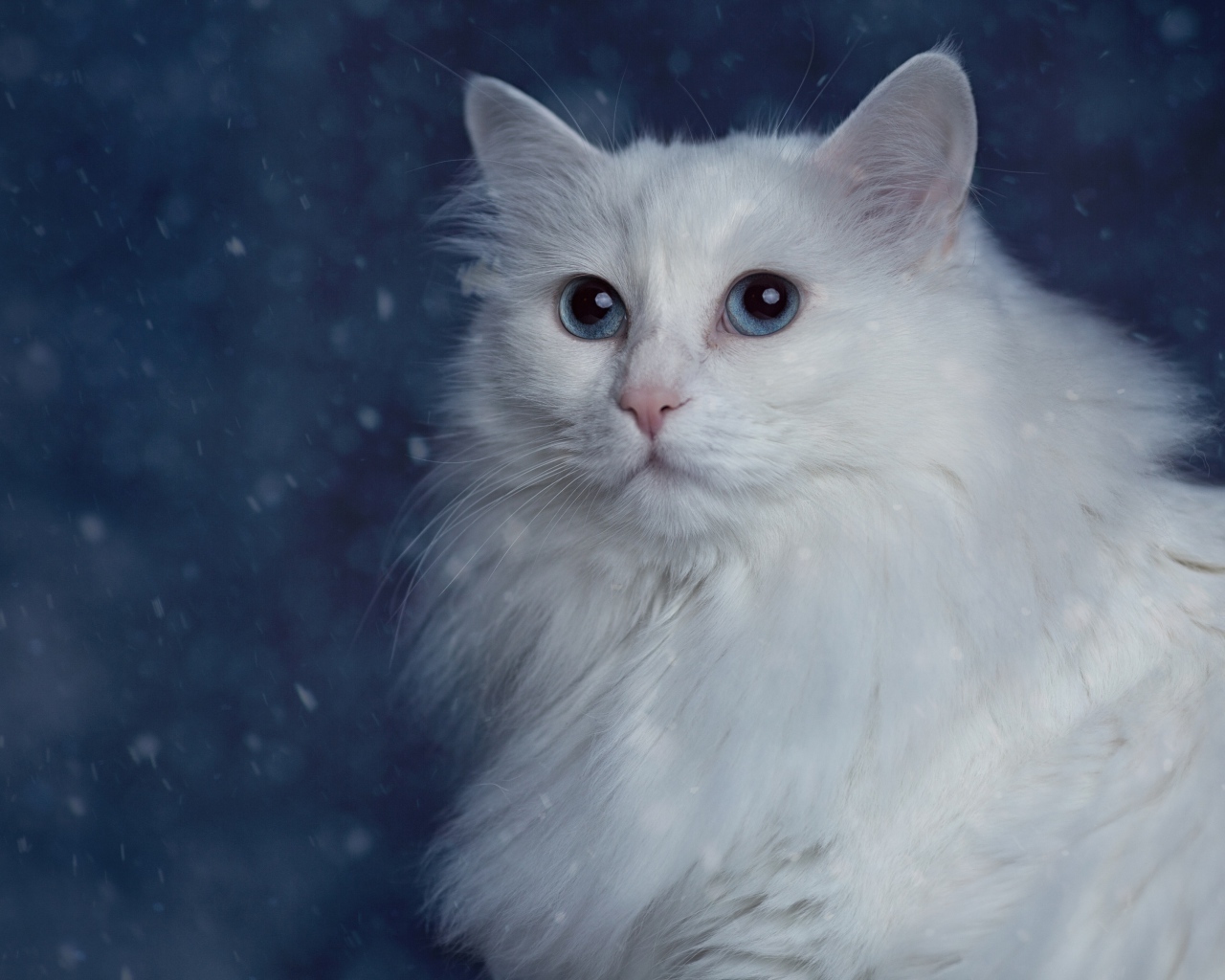Белый пушистый красивый кот с голубыми глазами