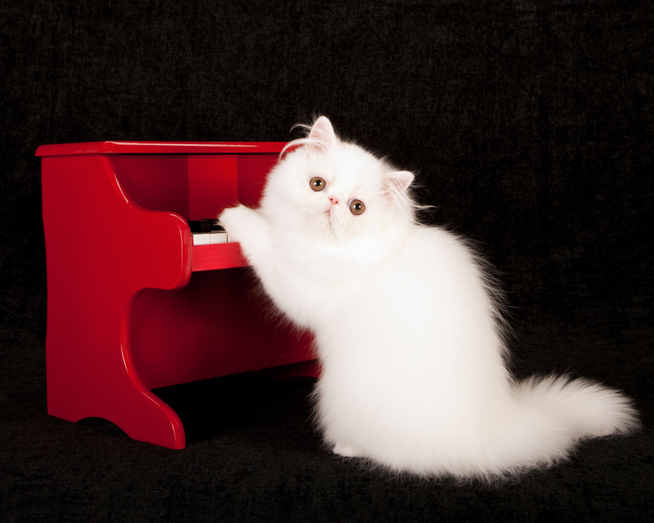 Белый пушистый кот с красным пианино на черном фоне