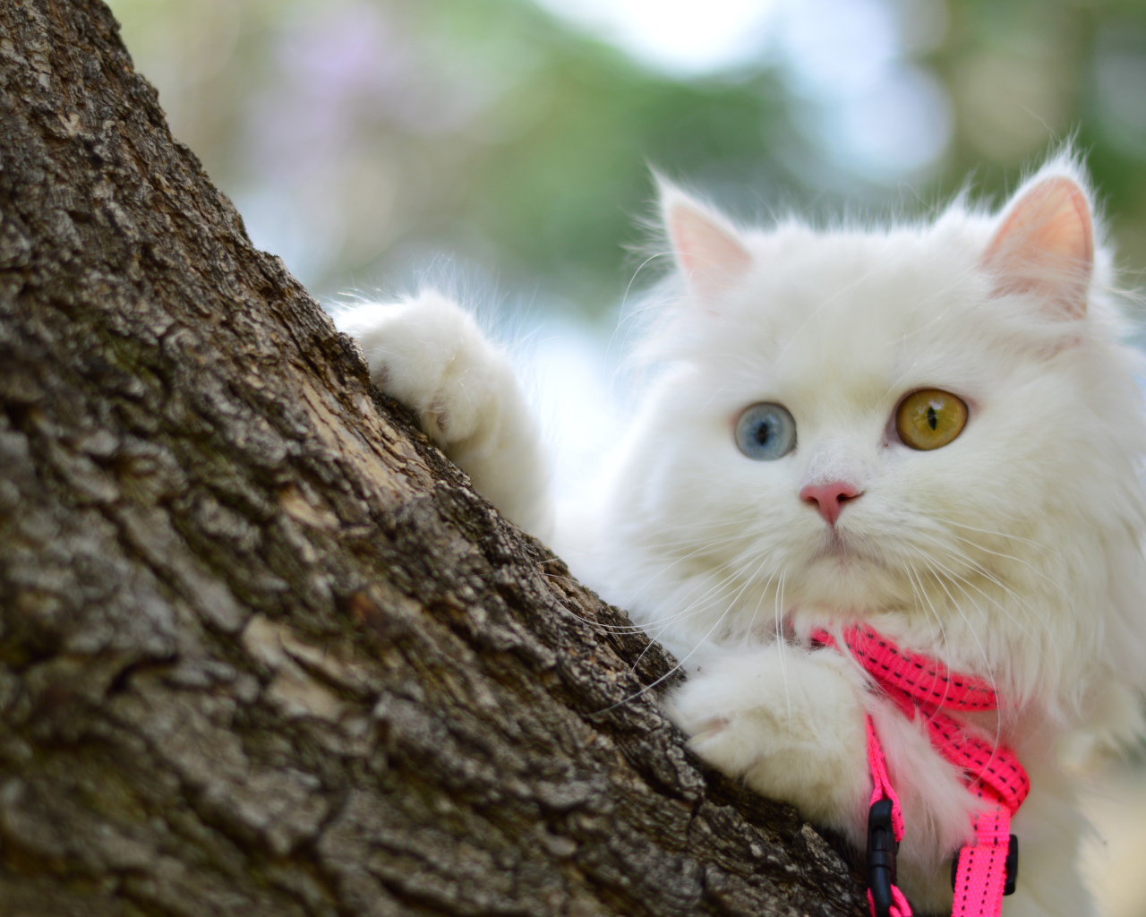 Белый пушистый кот с разноцветными глазами на дереве