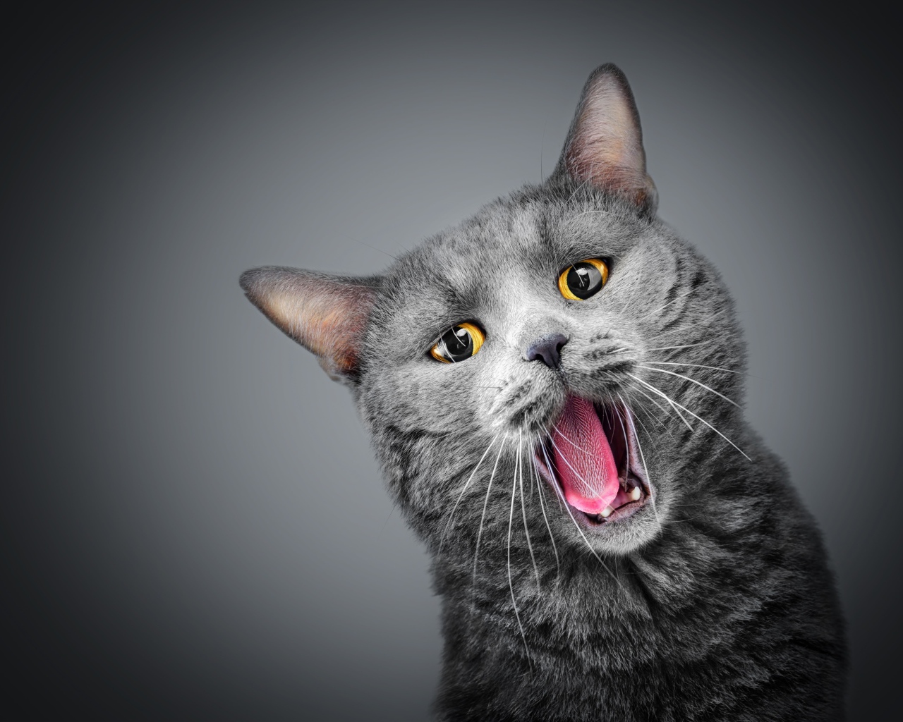 Зевающий серый кот с желтыми глазами