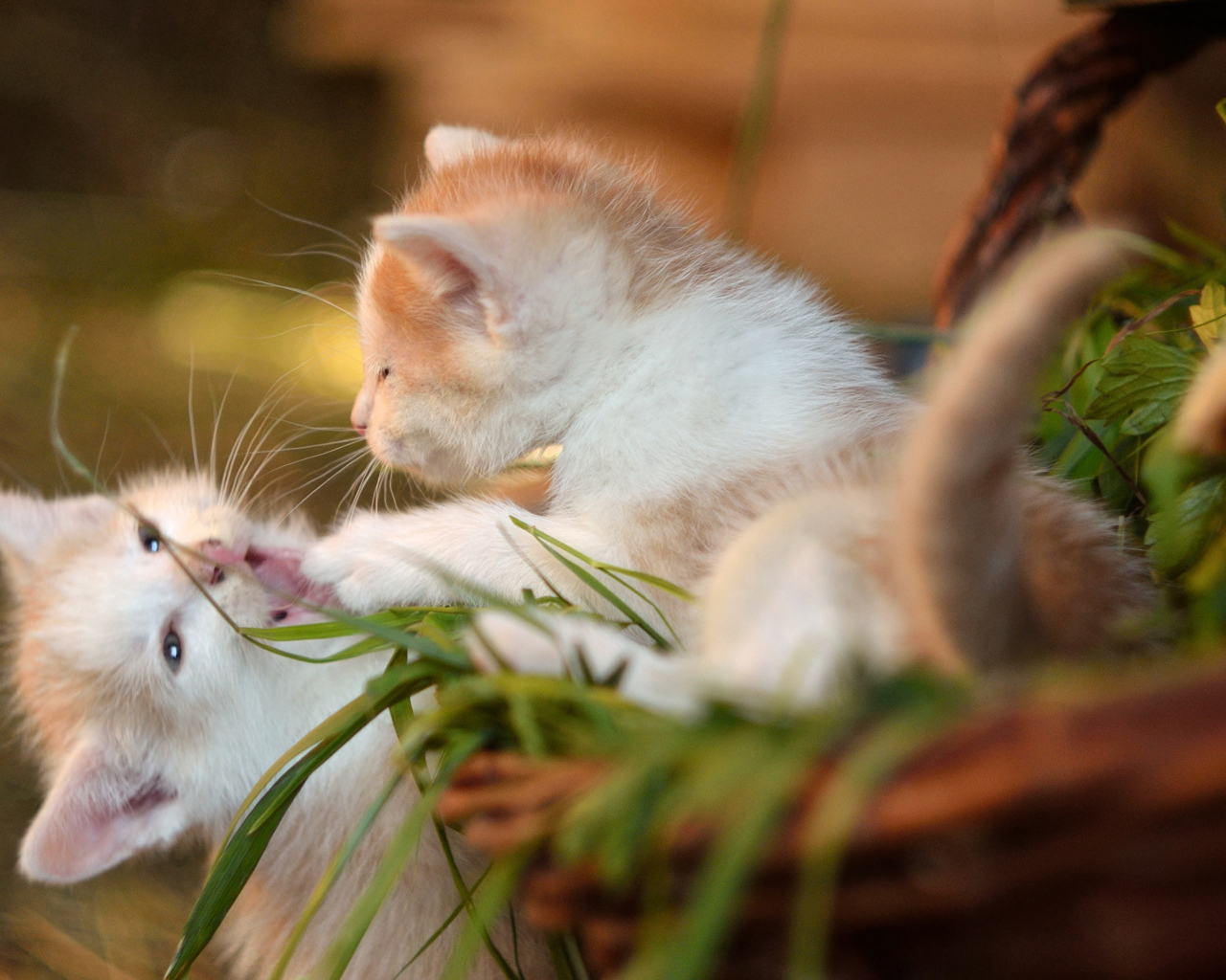 Два маленьких котенка играют 