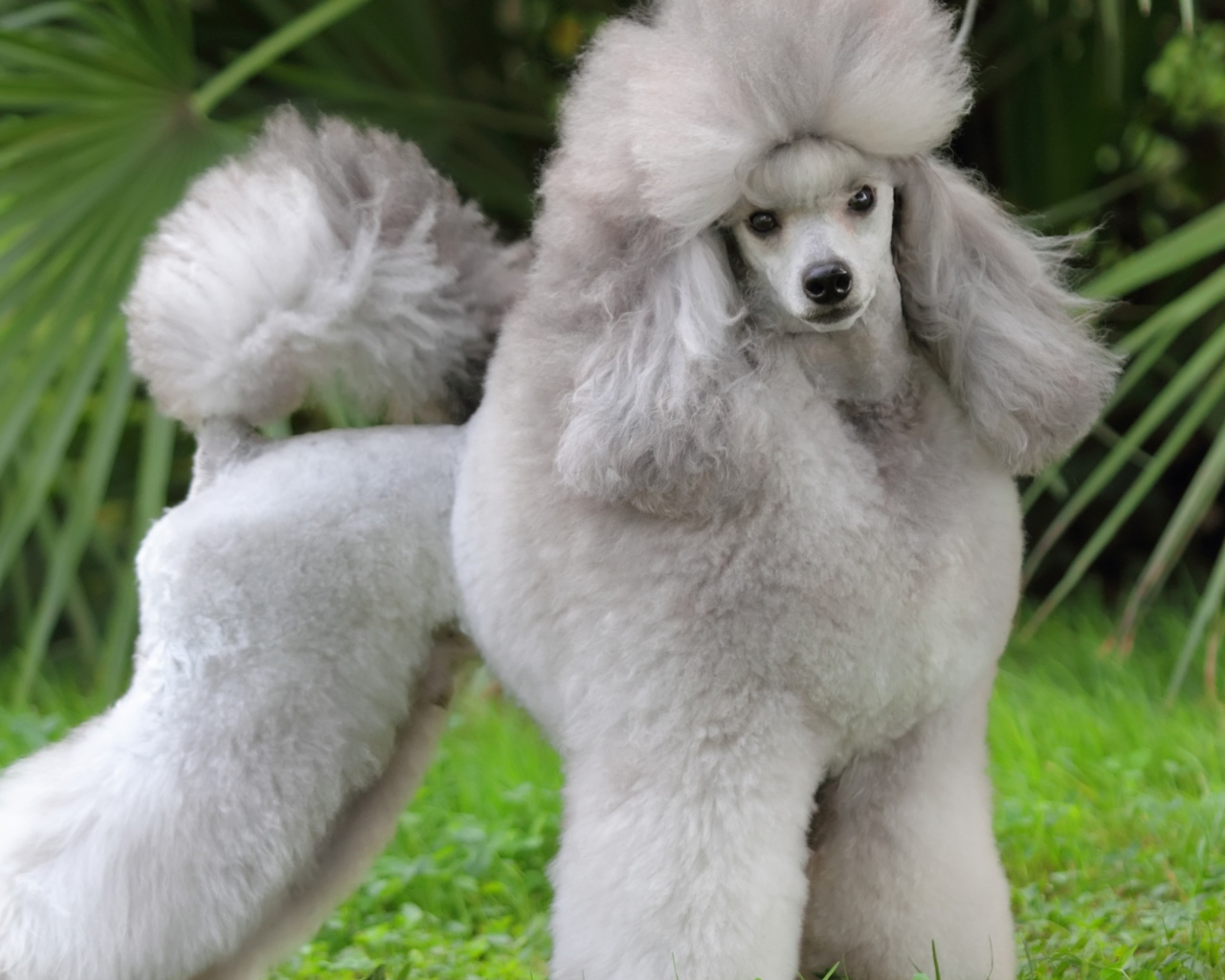 Красивый пушистый серый пудель позирует