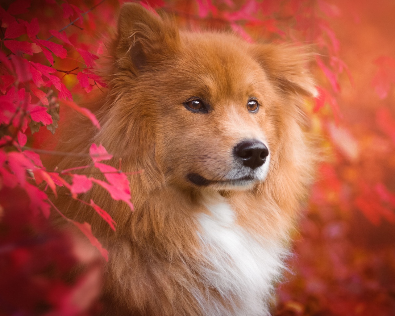 Большая рыжая собака с грустной мордой