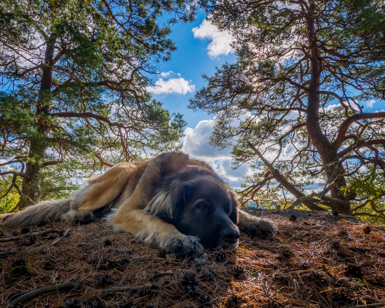 Большая грустная собака породы Леонбергер лежит на земле в лесу