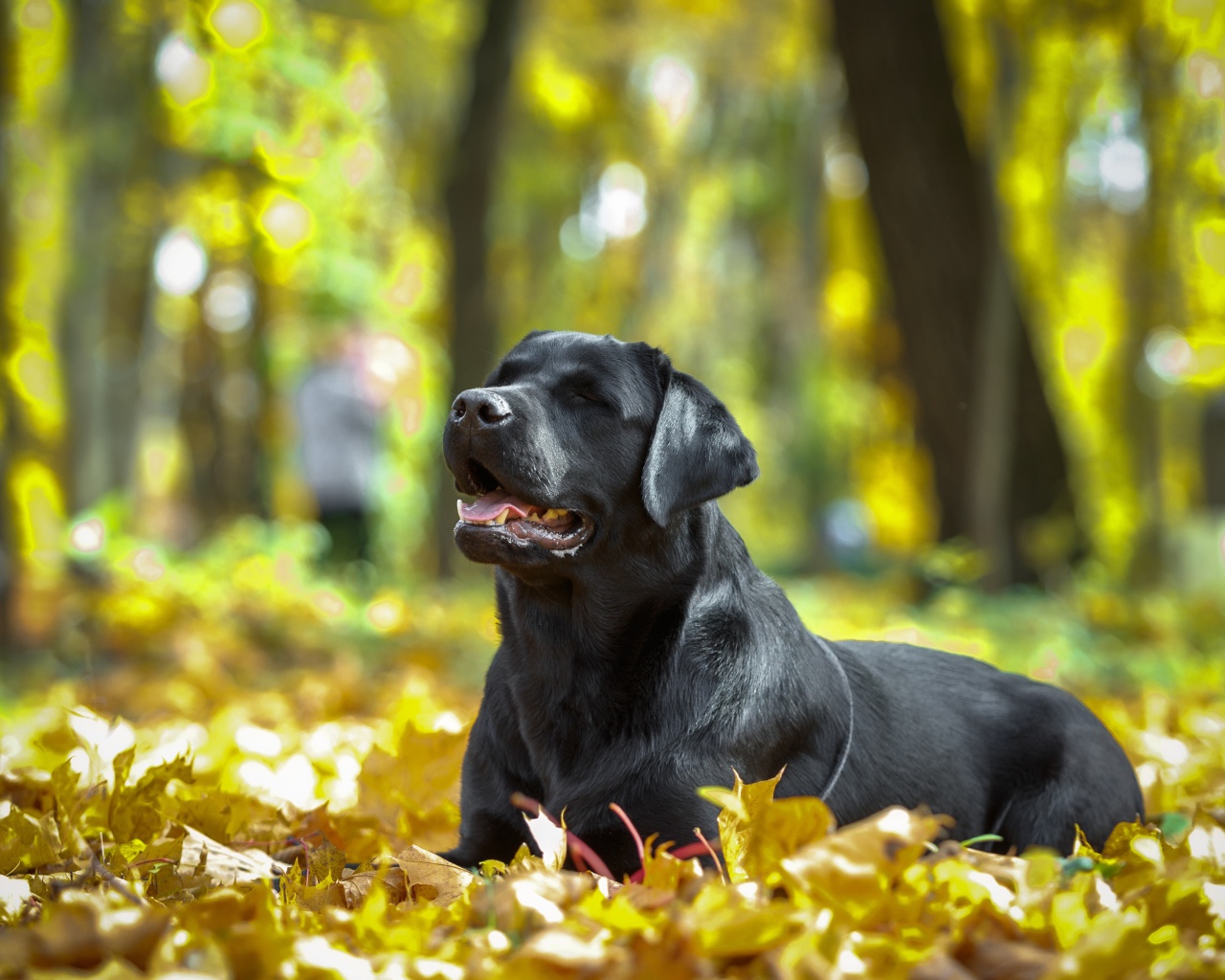 Черный лабрадор отдыхает на опавшей желтой листве