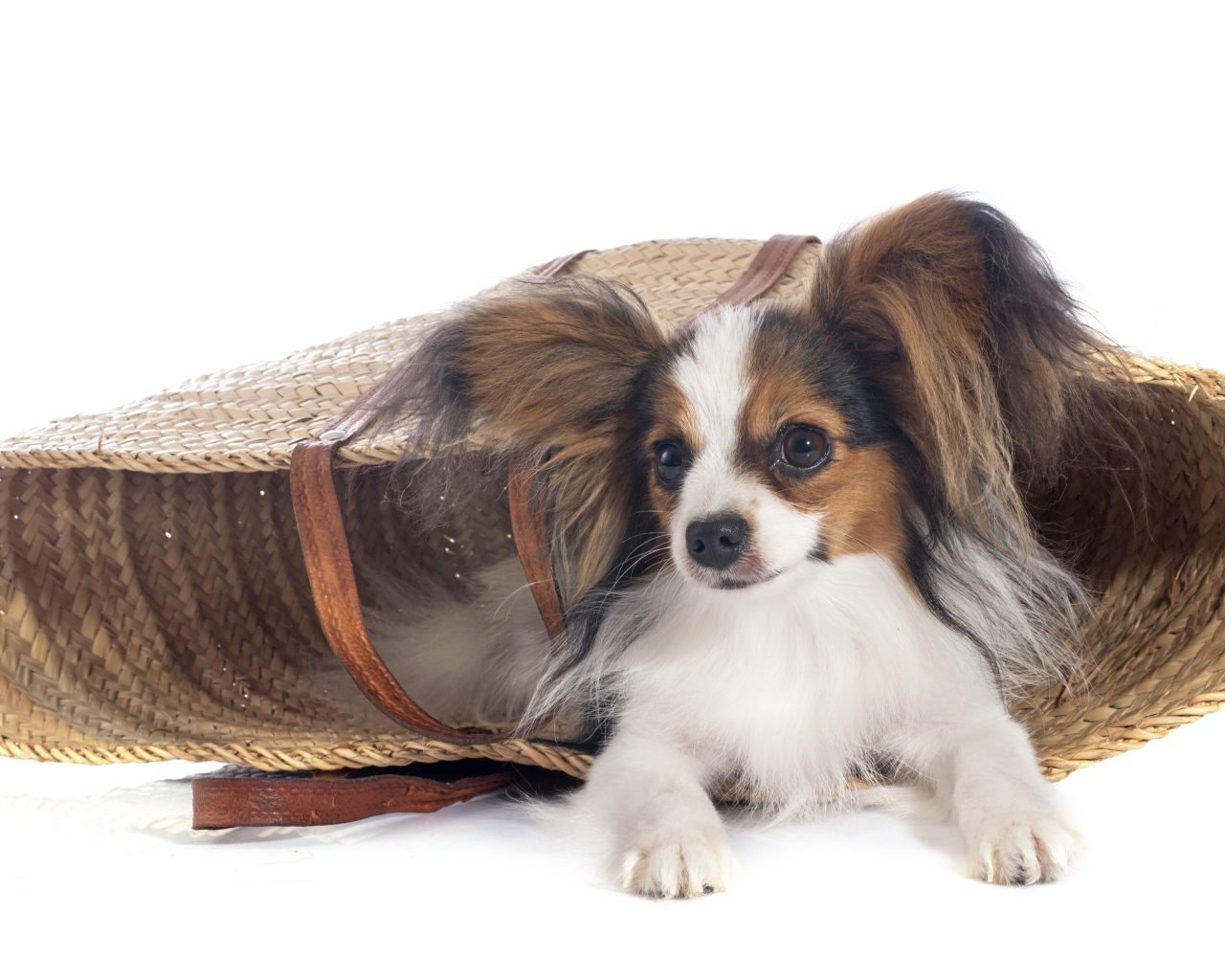 Собака чихуахуа лежит в соломенной корзинке на белом фоне
