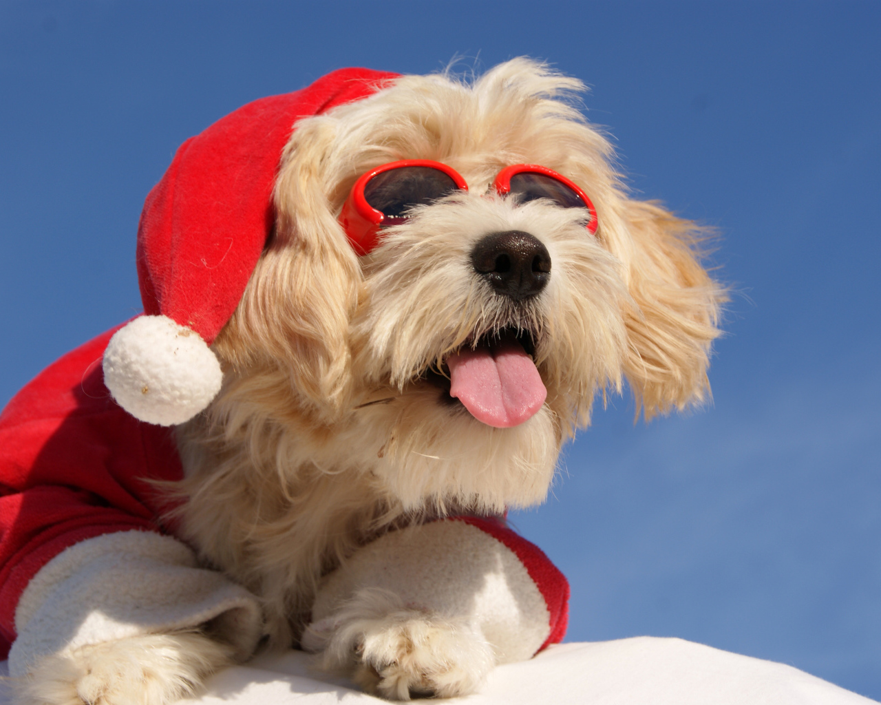 Собака в костюме Санты с высунутым языком в солнечных очках