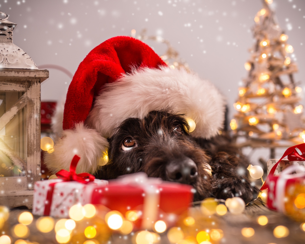 Собака в новогоднем костюме, символ Нового года 2018