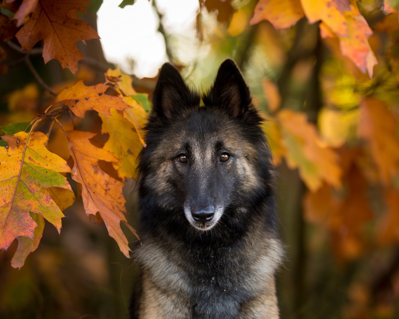 Собака в желтых осенних дубовых листьях