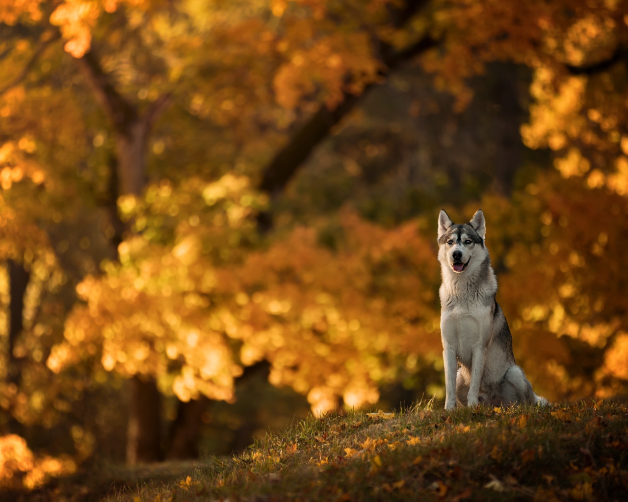 Собака породы хаски сидит на поляне в осеннем парке