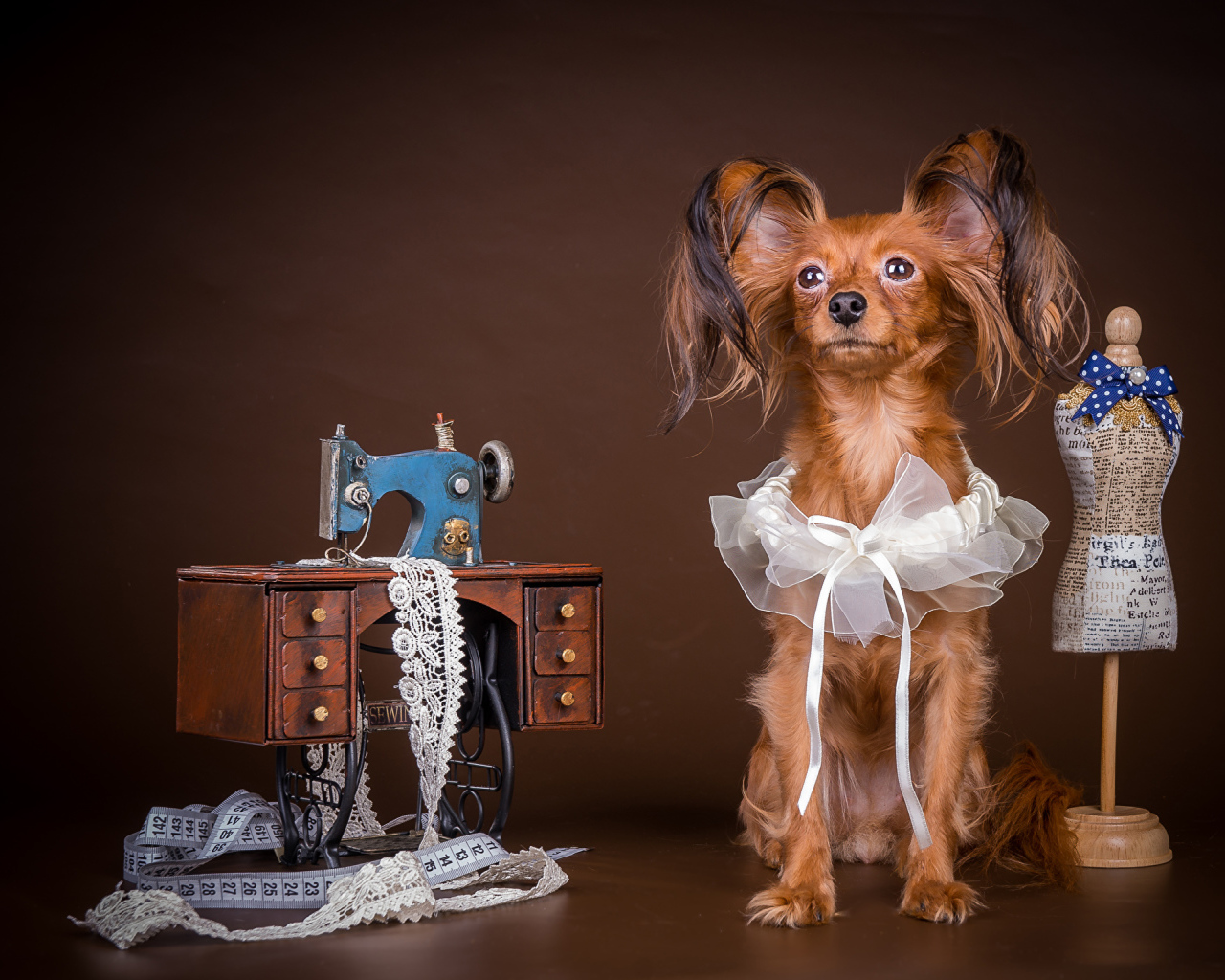 Собака породы русский той терьер позирует в наряде