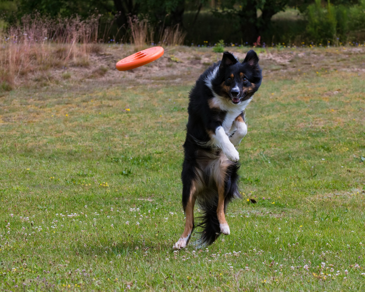 Собака породы Бордер-колли в прыжке