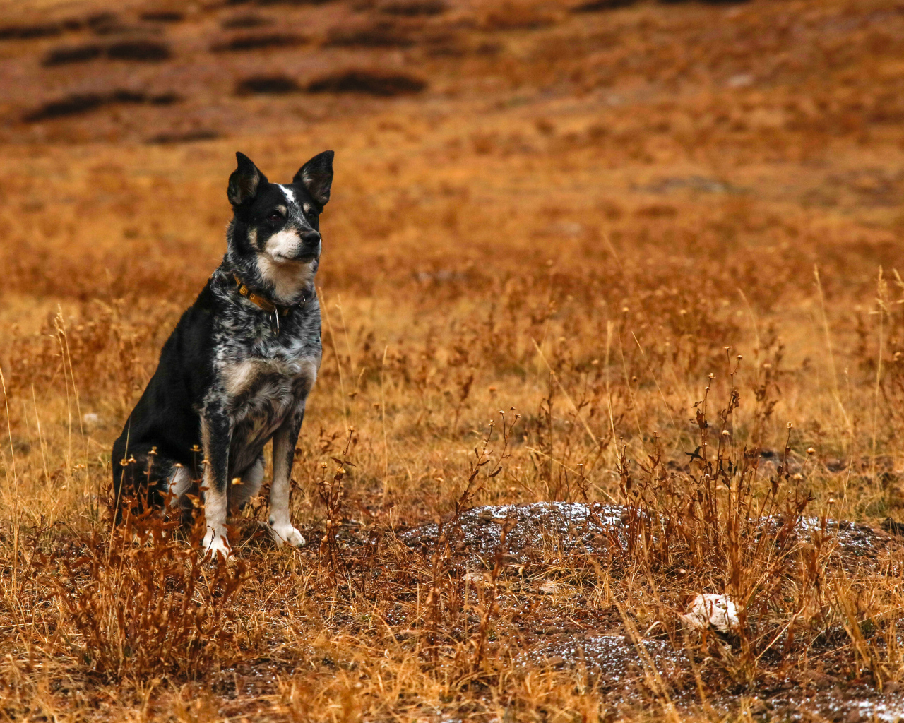 Собака с умной мордой сидит на сухой траве