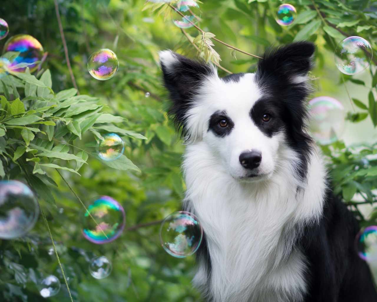 Забавная собака породы бордер колли в мыльных пузырях
