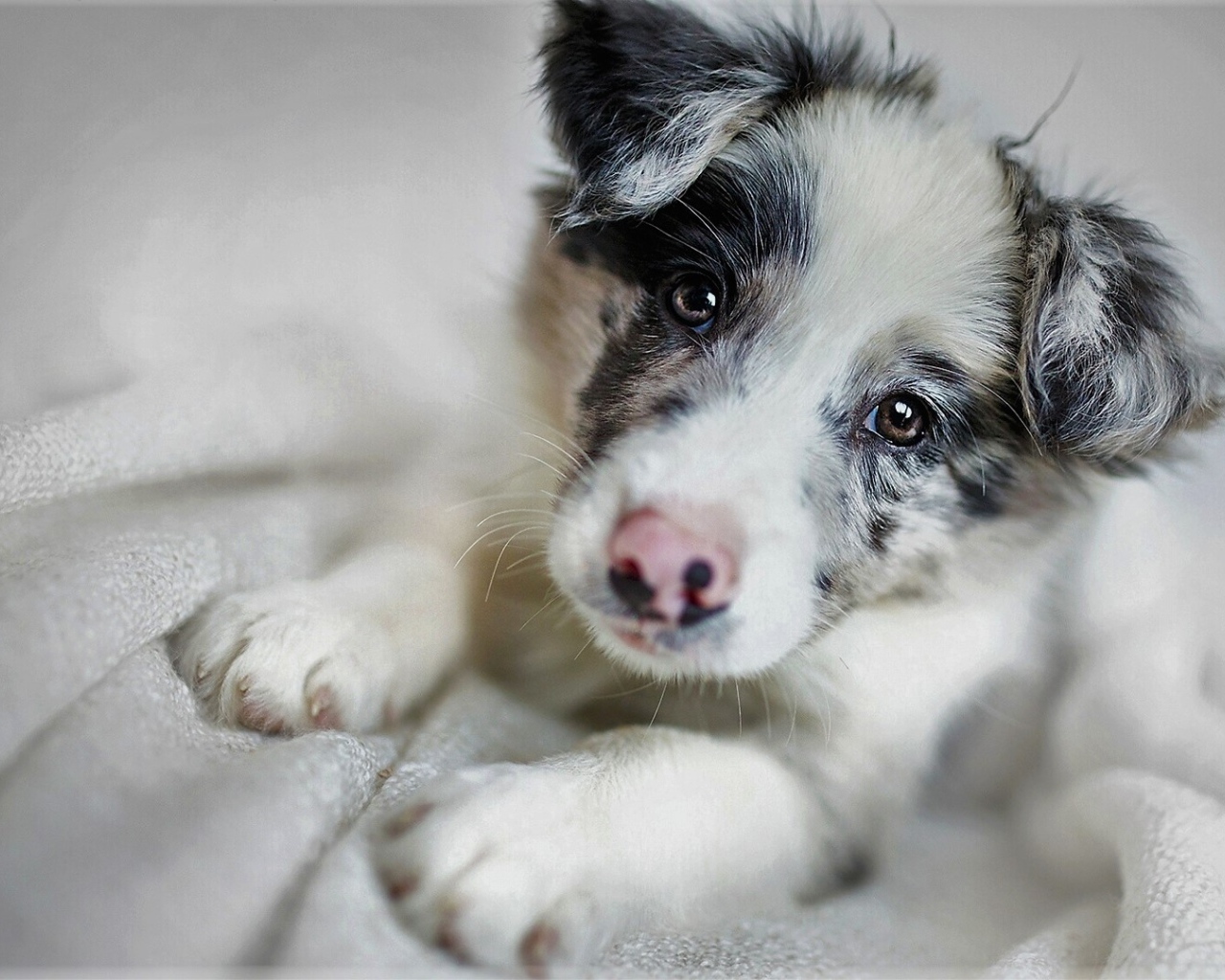 Забавная морда щенка бордер-колли