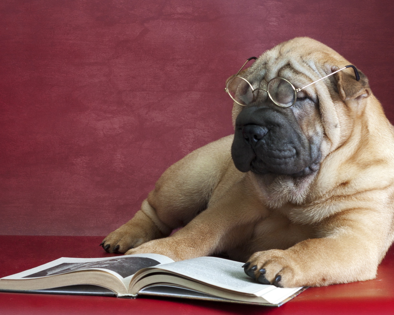 Большой пес породы шарпей в очках читает книгу