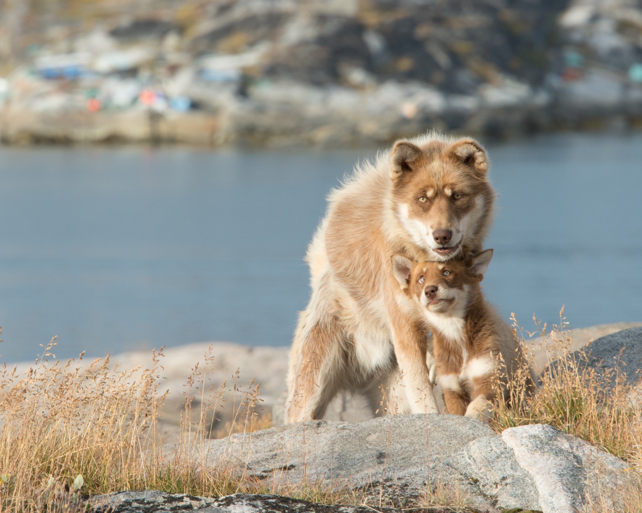 Большая собака со щенком сидят на камне