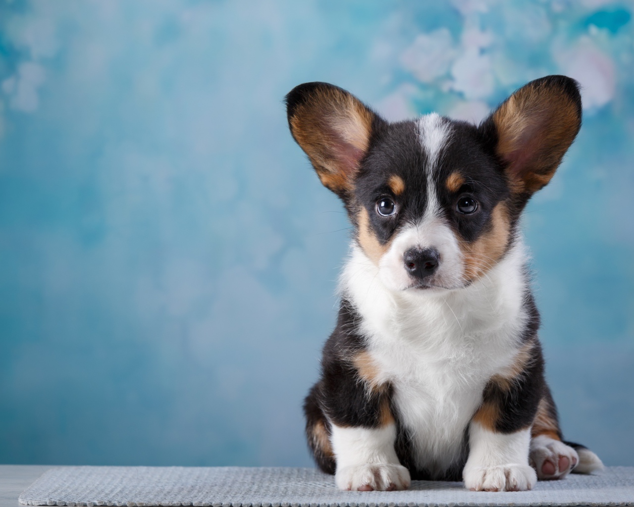 Маленький забавный щенок Вельш-корги на голубом фоне