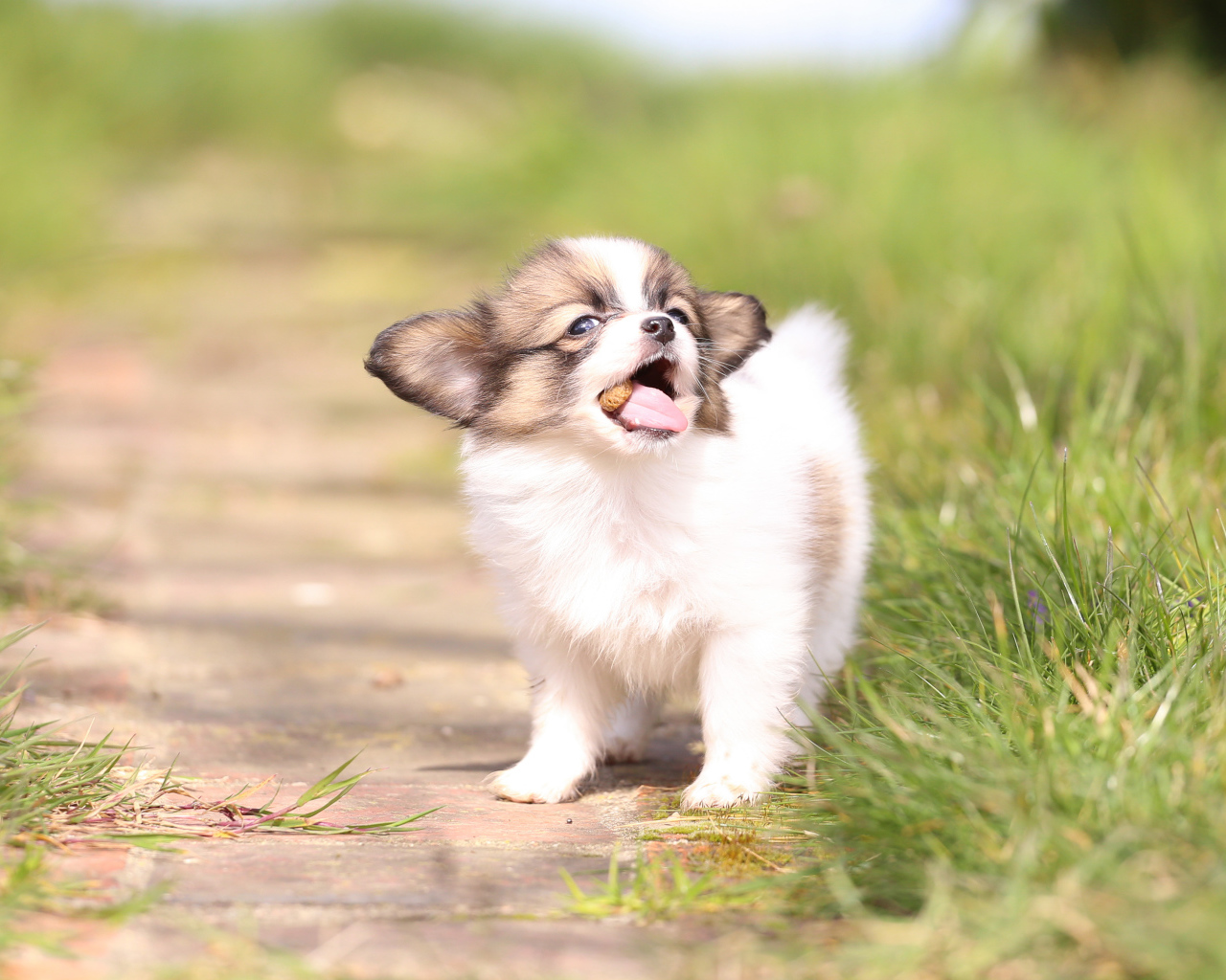 Маленький забавный щенок породы Папильон