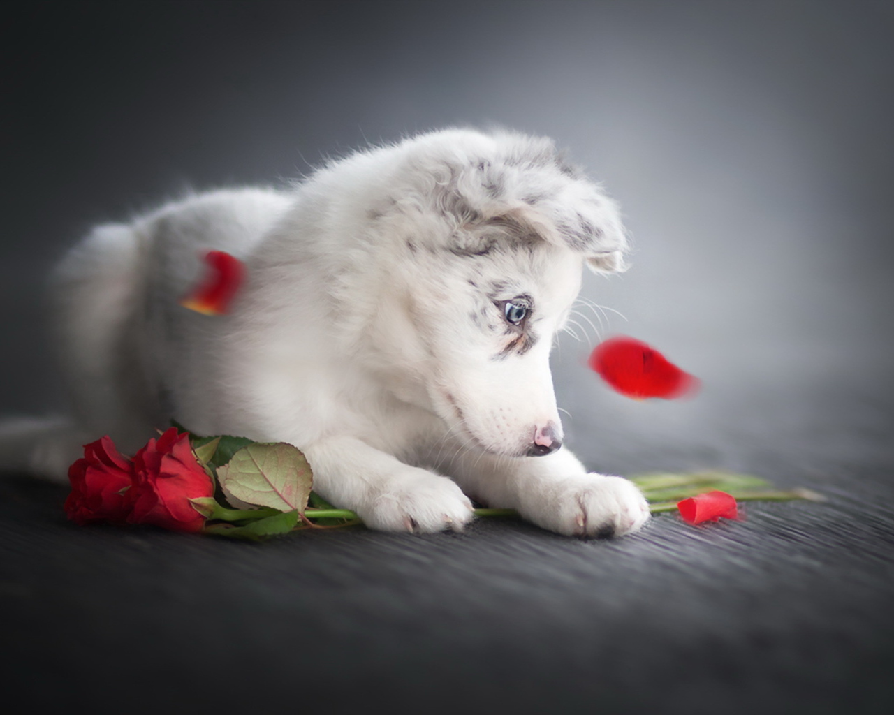 Маленький забавный щенок с красными розами