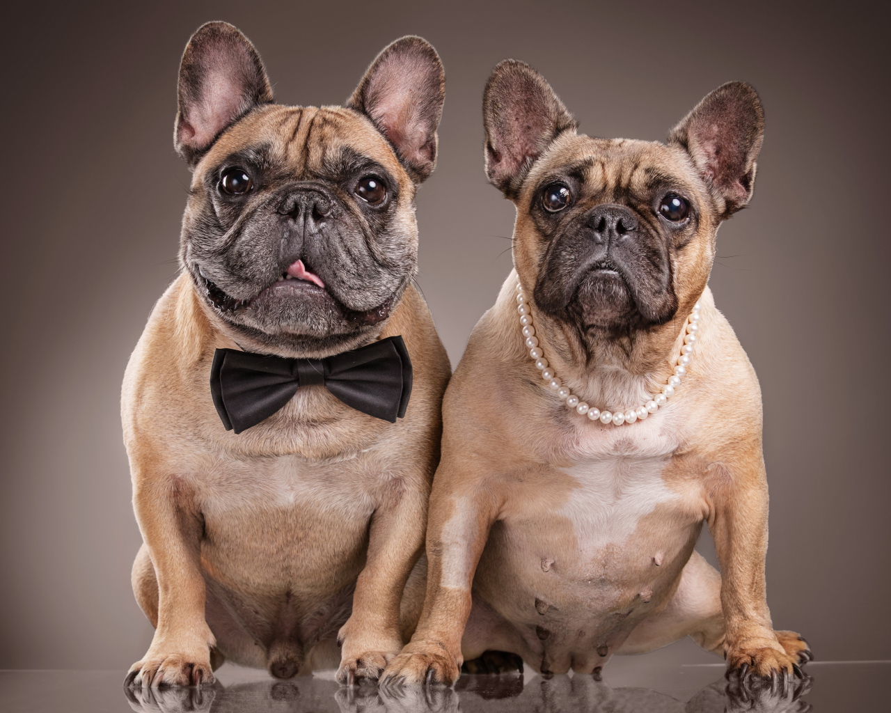 Пара больших бульдогов