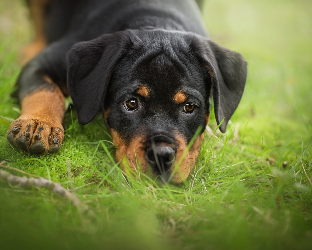 Грустный щенок ротвейлера лежит на зеленой траве