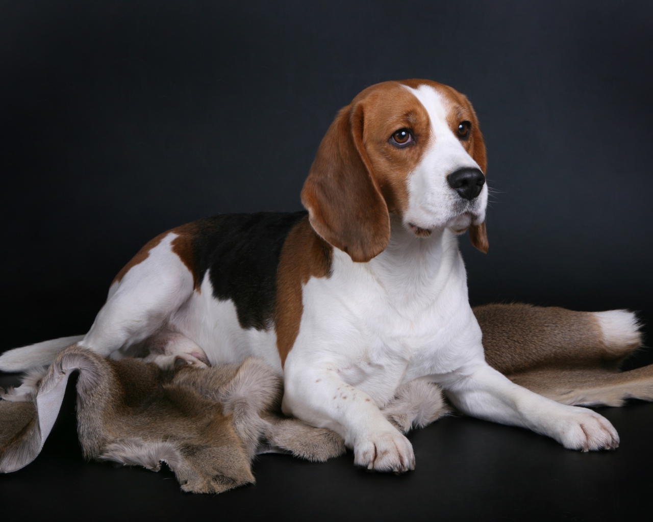 Грустный пес породы бигль лежит на сером фоне