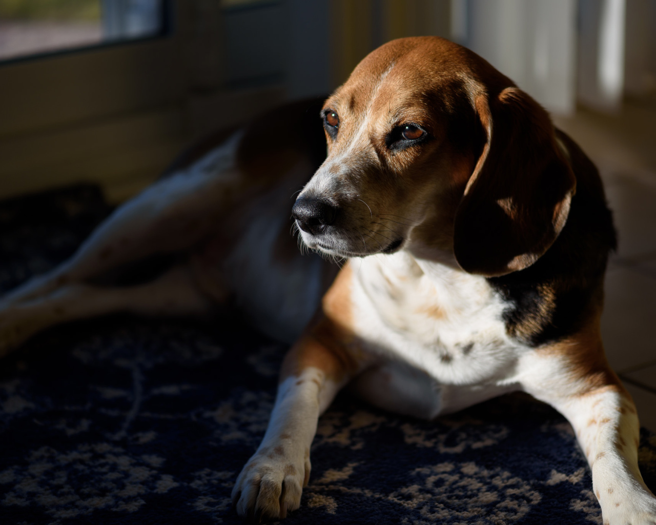 Грустный бигль лежит в лучах солнца