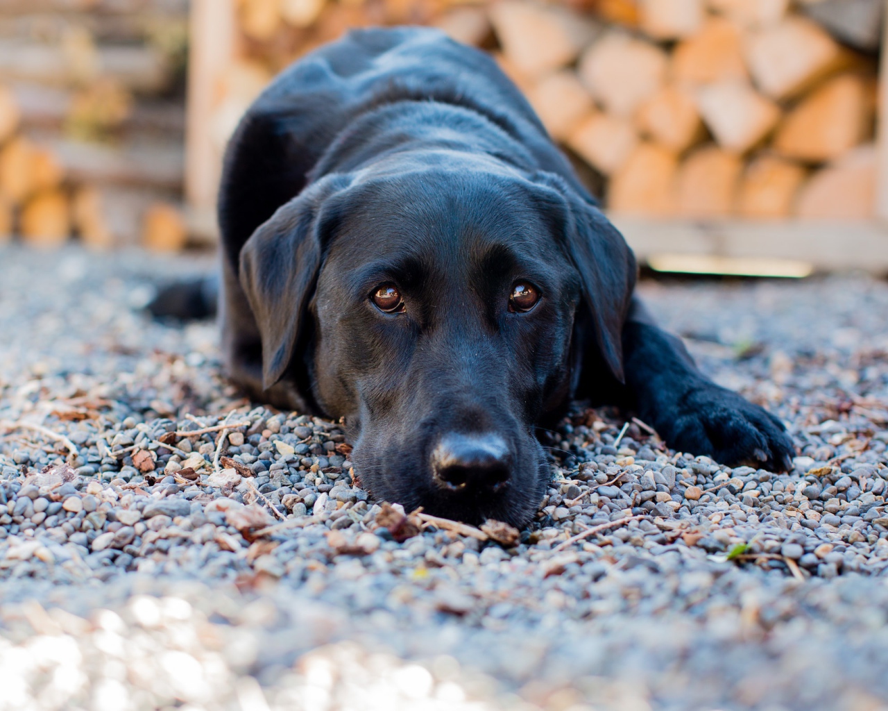 Грустный черный лабрадор лежит на мелких камнях