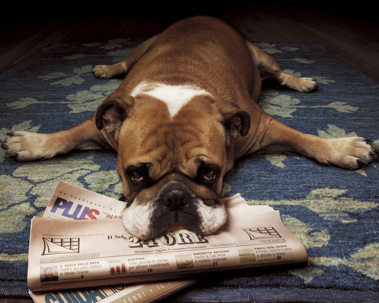 Грустный бульдог лежит на газетах