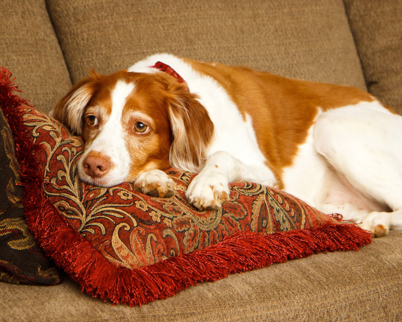 Грустная собака породы спаниель лежит на подушках 