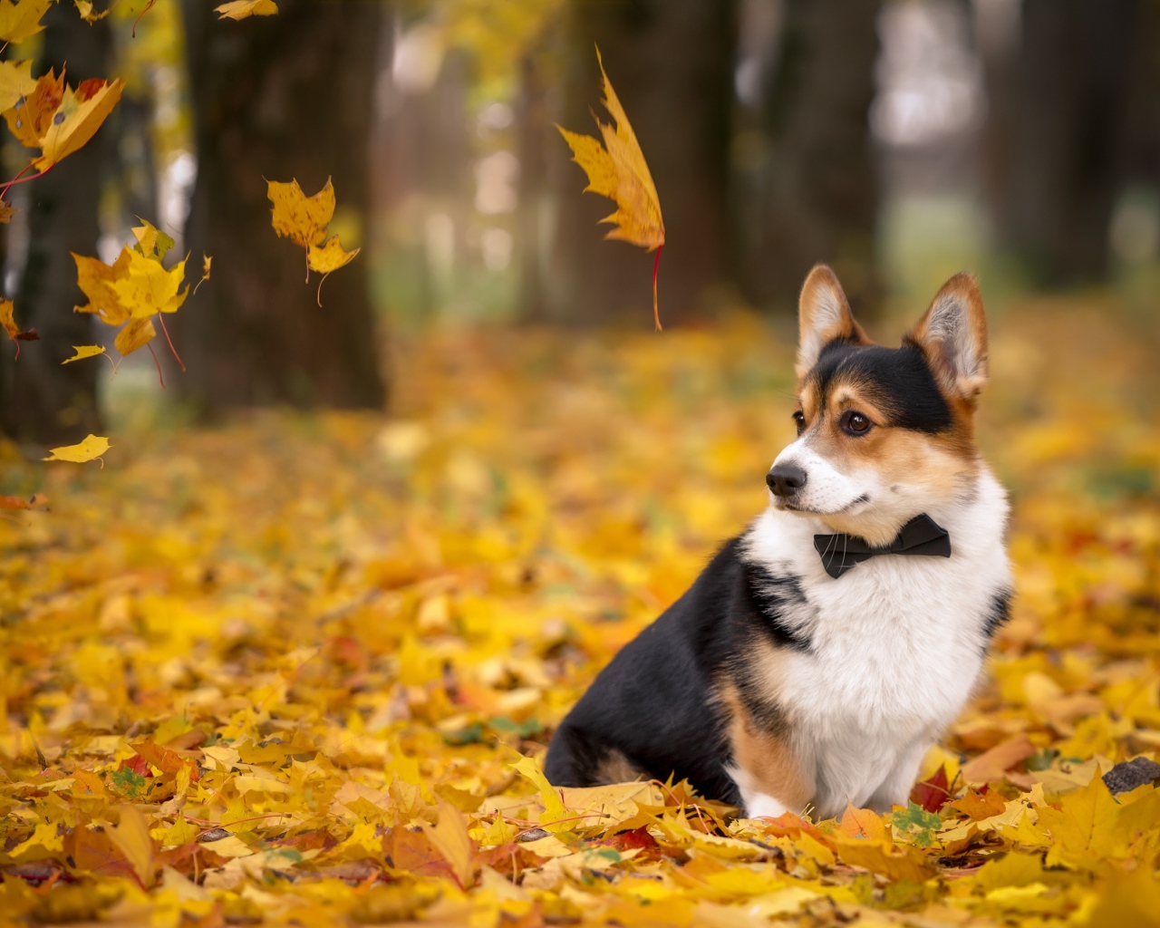 Грустная собака породы Вельш-корги сидит на желтых опавших листьях  осенью