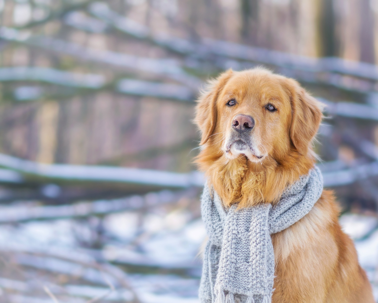Грустный пес породы золотистый ретривер с голубым шарфом на шее