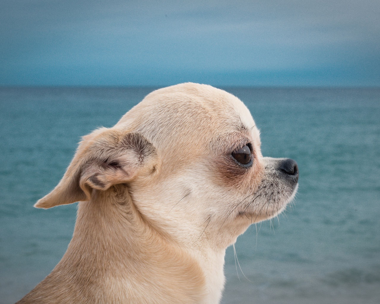 Грустный взгляд чихуахуа на фоне моря