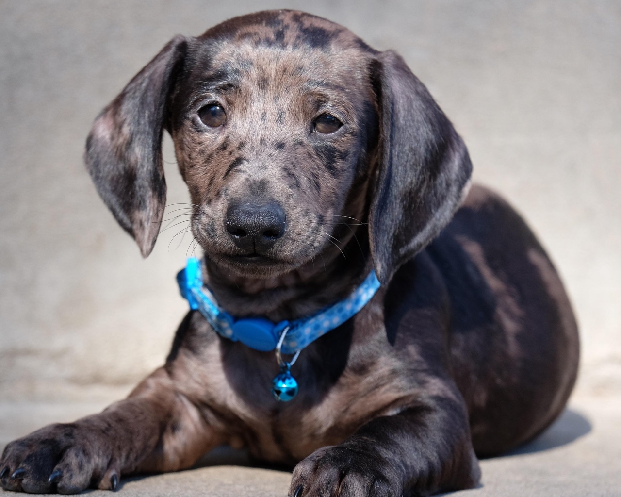 Грустный щенок таксы с голубым ошейником 