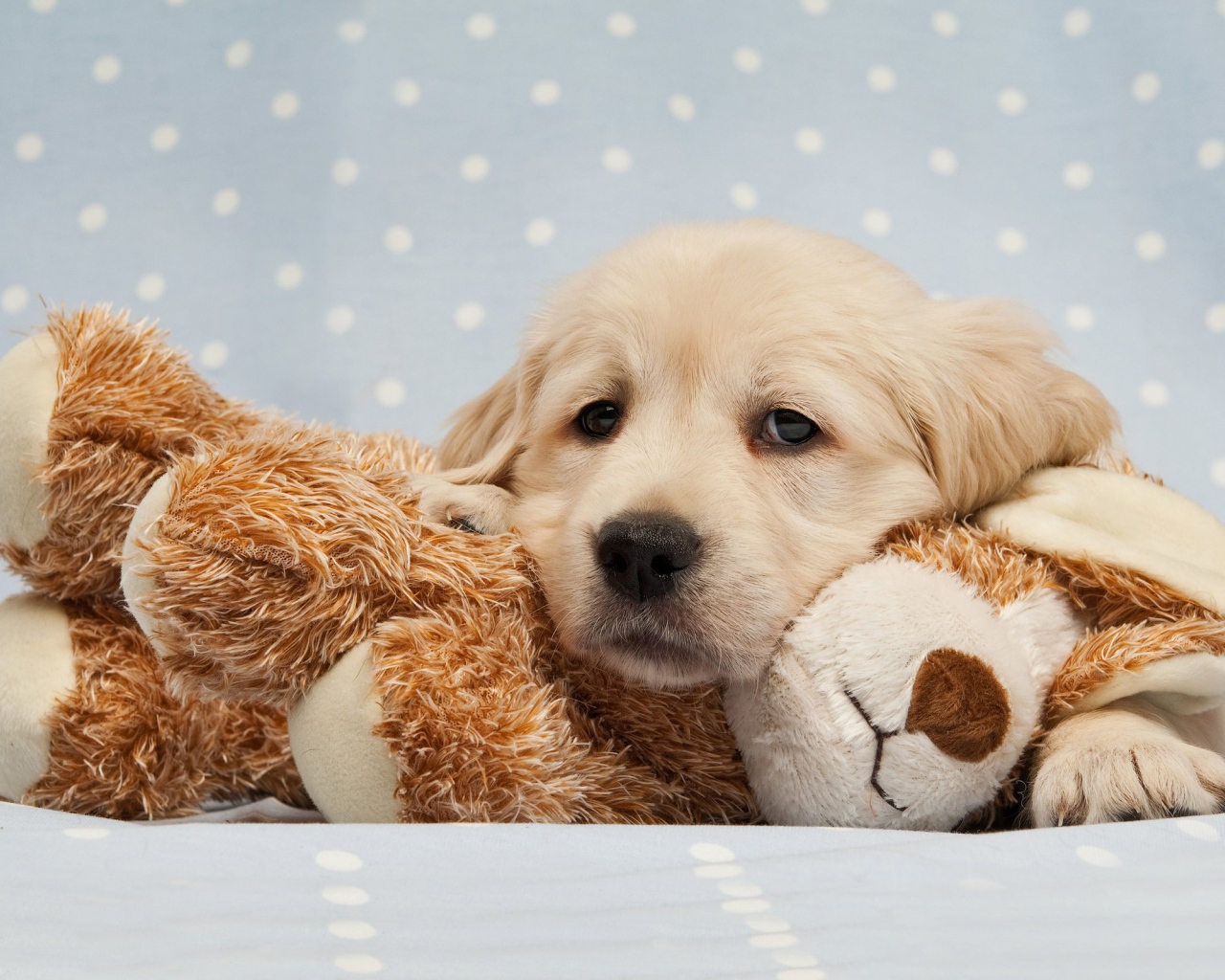 Грустный щенок золотистого ретривера лежит на мягкой игрушке