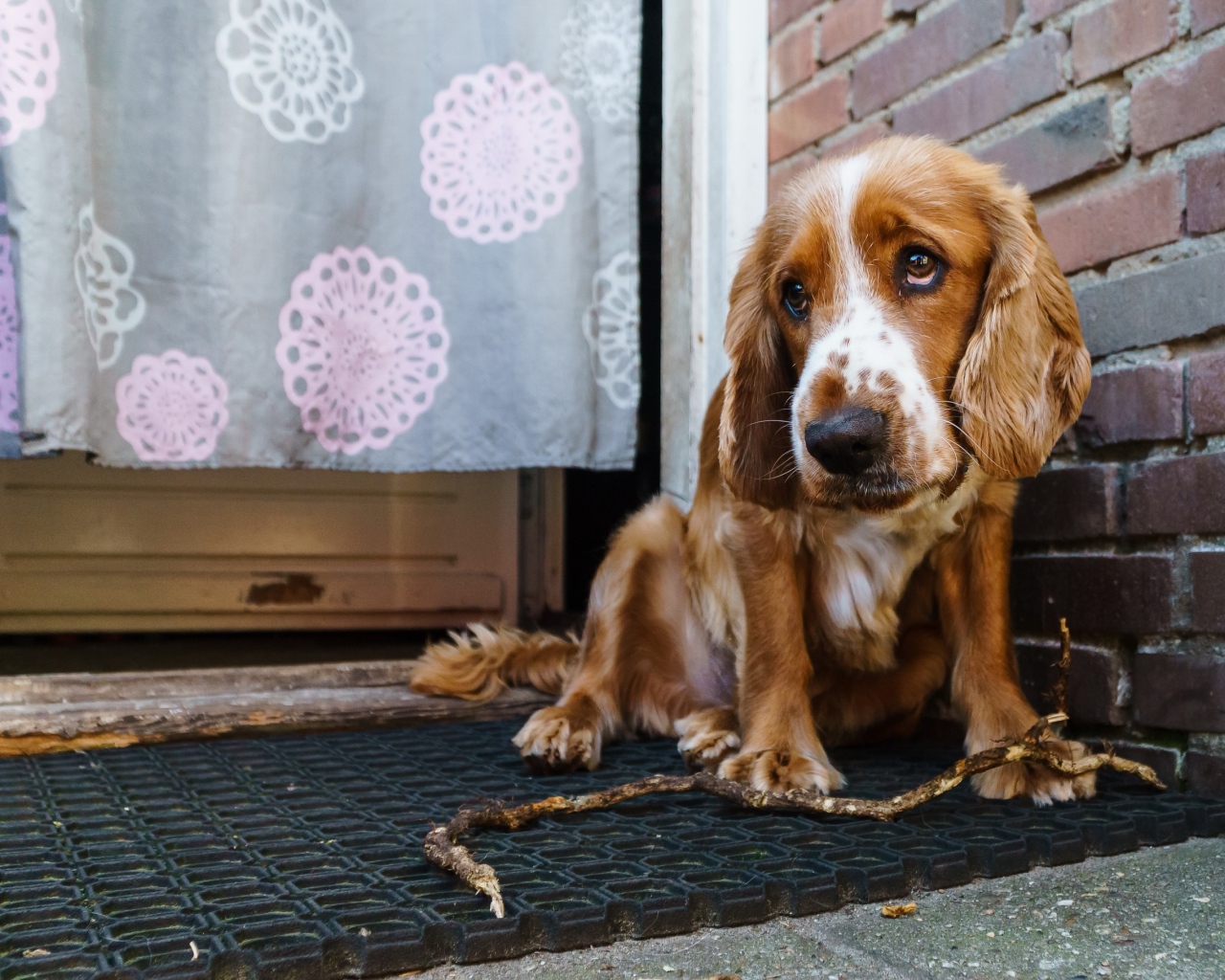 Грустный спаниель сидит у стены