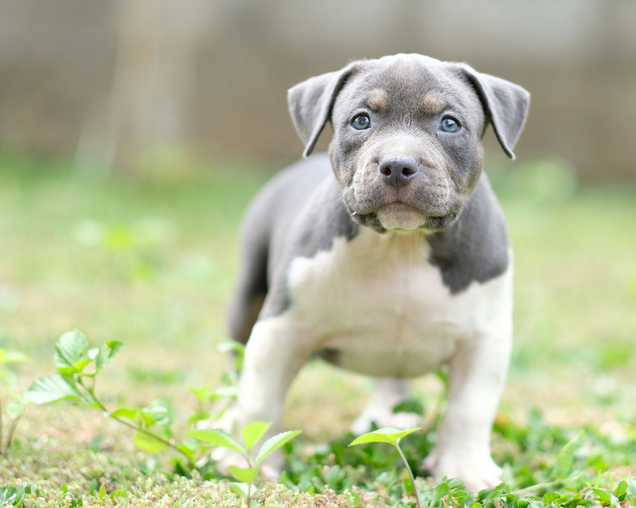 Маленький голубоглазый щенок английского стаффордширского  бультерьера