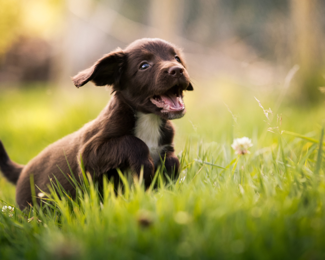 Маленький веселый щенок спаниеля бежит по зеленой траве